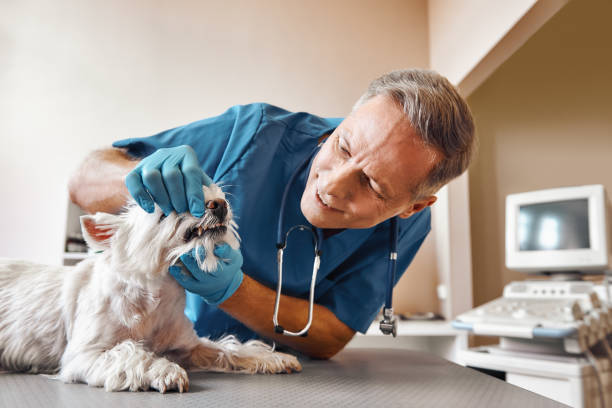 Best Broken or Cracked Tooth Emergency Dentist in Ludington, MI
